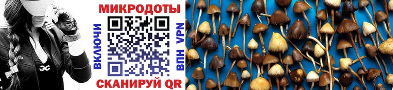 Галлюциногенные грибы Psilocybe  Калтан 