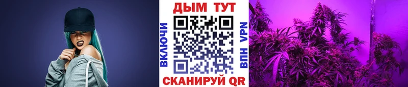 Бошки Шишки гибрид  Калтан 